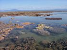 Soft corals in the Anchorage on the northern side of the reef. Mainland is visible in the background.